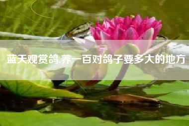 蓝天观赏鸽,养一百对鸽子要多大的地方