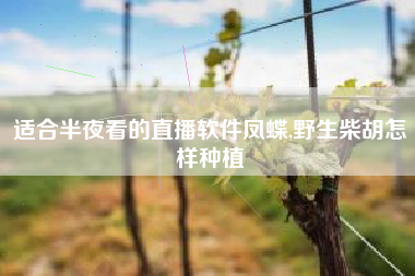 适合半夜看的直播软件凤蝶,野生柴胡怎样种植