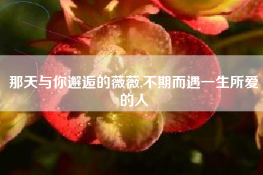 那天与你邂逅的薇薇,不期而遇一生所爱的人