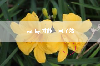catalog,才能一目了然