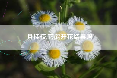 月桂枝,它能开花结果吗
