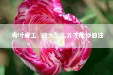 青叶碧玉,  夏天怎么养才能绿油油